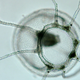 Turritopsis medusa